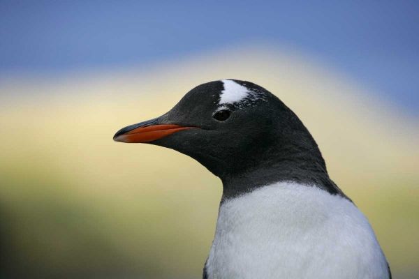 South Georgia Is, Stromess Bay Gentoo penguin